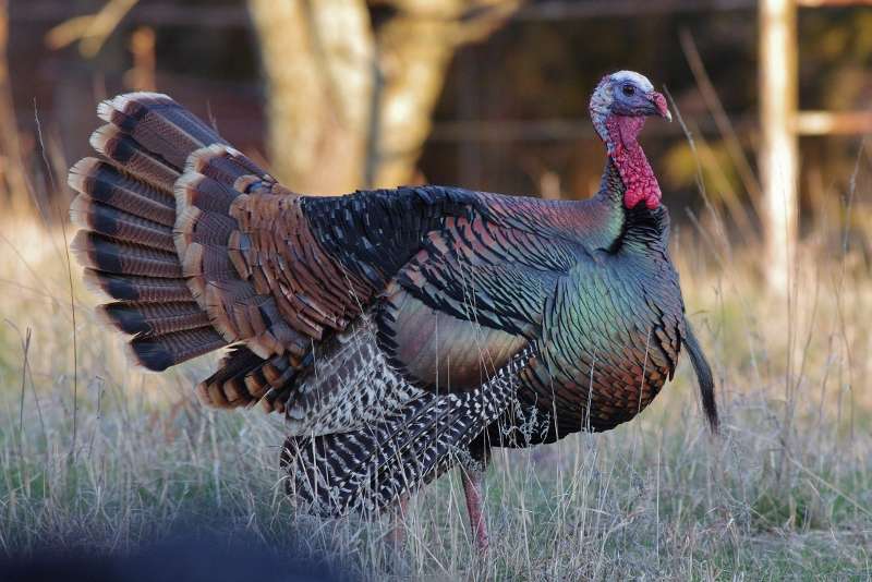 Name: IMGP5401 - Copye (800x534).jpg
Views: 533
Size: 58.99 KB
ID: 20990 IMGP5401 - Copye (800x534).jpg